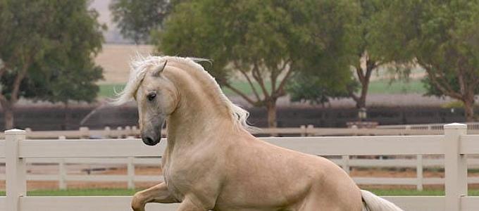 Соловая масть лошади: фото и характеристика Соловый жеребец