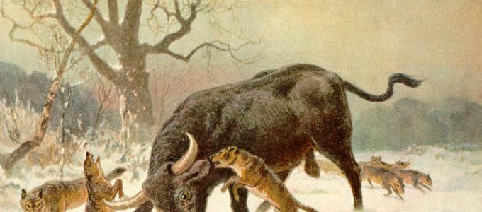 Историческая легенда — животное дикий бык тур Возрождение быка тура
