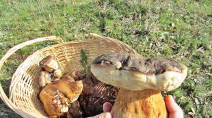 King among mushrooms: where to look for boletus and how to distinguish it from false species