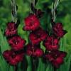 How to prolong the flowering of gladiolus