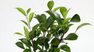 Ficus flower, home care, photo and video Types of indoor ficuses