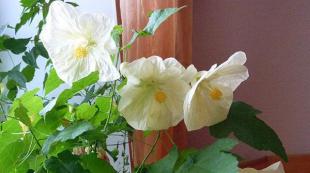 Catalog of indoor flowers with photos and names