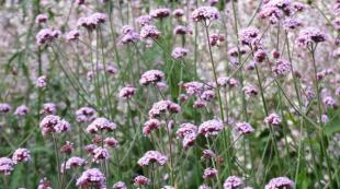 Verbena growing from seeds at home