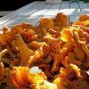 The benefits and harms of chanterelles for the health of the body Are chanterelles digested in the stomach