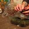 Sphagnum moss for orchids, violets, flowers and houseplants, how to apply and use