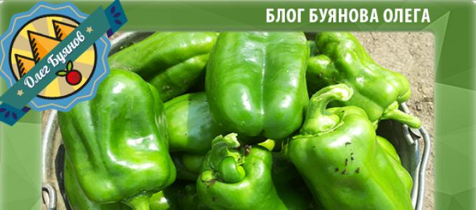Feeding peppers during flowering and fruit set: the best fertilizers