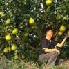 Pomelo - beneficial properties and contraindications