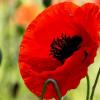 The meaning of a dream about poppy.  Why do you dream about poppies?