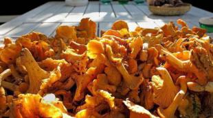 The benefits and harms of chanterelles for the health of the body Are chanterelles digested in the stomach