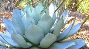 A variety of room Agave species on one page: Queen Victoria, Marginata and other names with photos