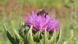 The benefits and harms of milk thistle when used for medicinal purposes