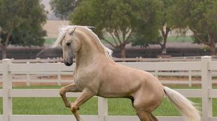 Nightingale horse color: photo and characteristics Nightingale stallion