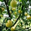 Features of growing pomelo