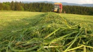 Forage cereals 6. Forage cereals. erosion control