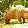 Why do hippos dream, how do dream books interpret dreams with these animals
