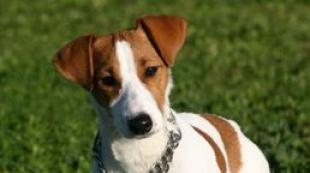 Why does a woman dream about a dog?