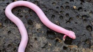 Why do you dream of worms: interpretation from various dream books