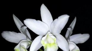 Orchid Cattleya - home care, transplant, photos of species and varieties
