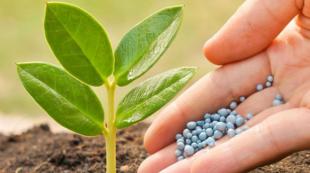 Nitrogen fertilizers for plants - how to get a high yield