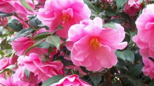 Care and cultivation of room camellia