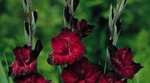 How to prolong the flowering of gladiolus