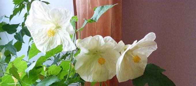 Catalog of indoor flowers with photographs and names