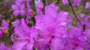 What animals live in the Far East?