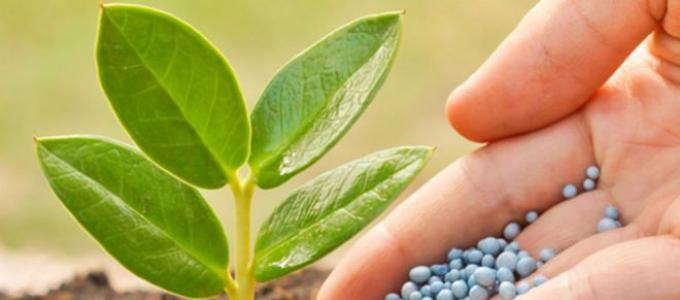 Nitrogen fertilizers for plants - how to get a high yield